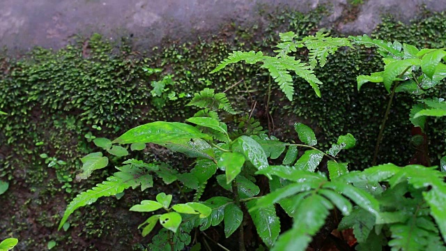 自然苔藓蕨类在热带雨林地区的瀑布自然公园。视频素材