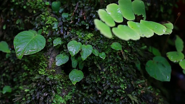 自然苔藓蕨类在热带雨林地区的瀑布自然公园。视频素材