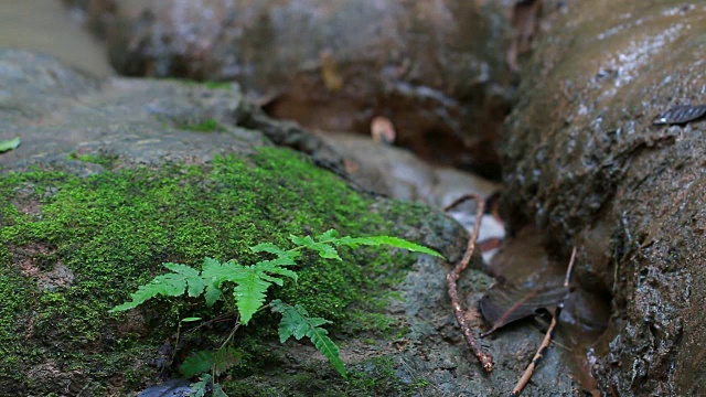 自然苔藓蕨类在热带雨林地区的瀑布自然公园。视频素材