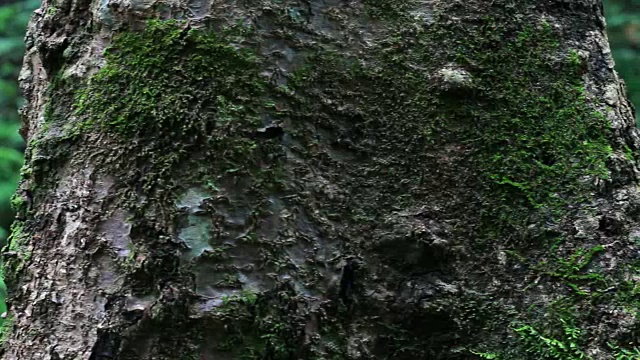 绿苔树蕨类在雨林地区的瀑布自然公园。摄影小车经过树视频素材