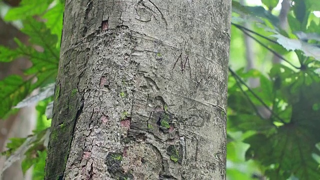 绿苔树蕨类在雨林地区的瀑布自然公园。摄影小车经过树视频素材