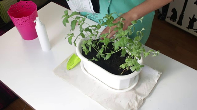 那女孩移植了造币厂。从一个花盆到另一个花盆。从塑料袋中添加新的土壤到花盆中。视频素材画面1