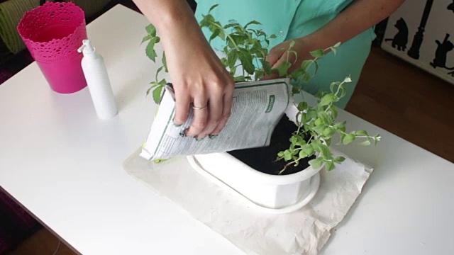 那女孩移植了造币厂。从一个花盆到另一个花盆。从塑料袋中添加新的土壤到花盆中。视频素材画面2
