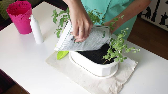 那女孩移植了造币厂。从一个花盆到另一个花盆。从塑料袋中添加新的土壤到花盆中。视频素材画面3