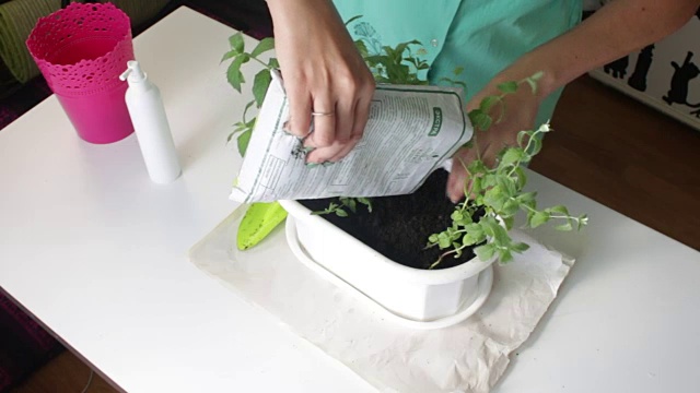 那女孩移植了造币厂。从一个花盆到另一个花盆。从塑料袋中添加新的土壤到花盆中。视频素材画面4