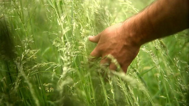 男人的手在草地01高清视频素材