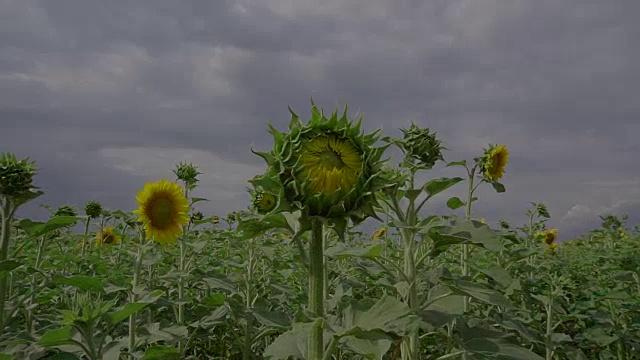 把相机移向向日葵视频素材