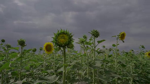 全方位的向日葵视野视频素材