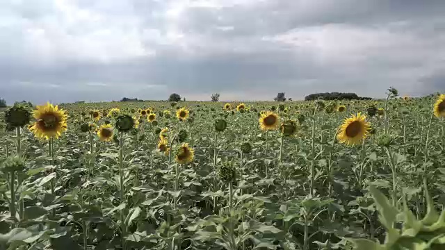 向日葵田的全景图视频素材