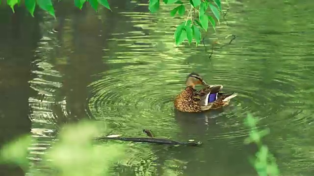 鸭子在池塘里视频素材