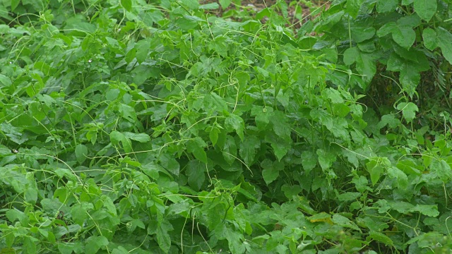 树枝和树叶在雨中移动视频素材