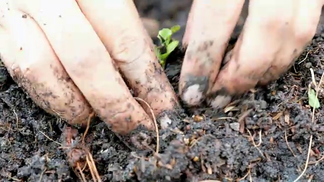 在土块中手工种植蔬菜青橡树幼苗视频素材