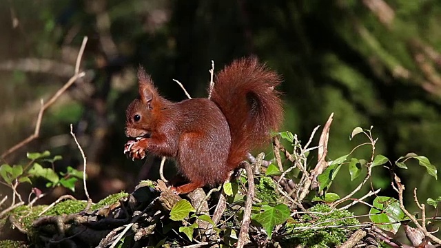 红松鼠，sciurus vulgaris，成年食用榛子，法国诺曼底，实时报道视频素材