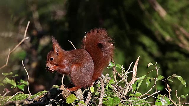 红松鼠，sciurus vulgaris，成年食用榛子，法国诺曼底，实时报道视频素材