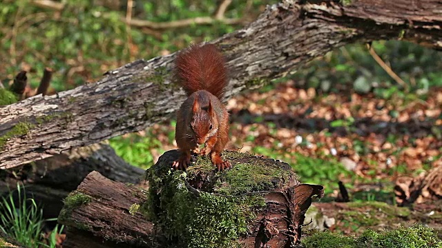 红松鼠，sciurus vulgaris，成年食用榛子，法国诺曼底，实时报道视频素材