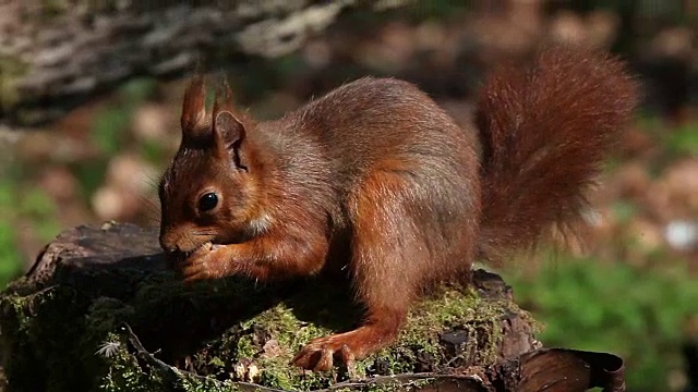 红松鼠，sciurus vulgaris，成年食用榛子，法国诺曼底，实时报道视频素材