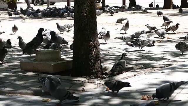 受太阳影响的鸽子正在试图降温，太多的温度影响了鸽子视频素材