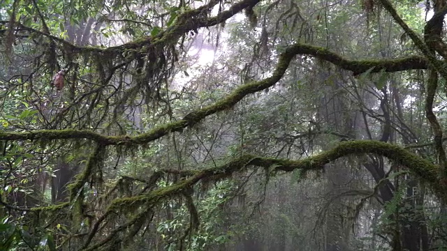 树热带雨林视频素材