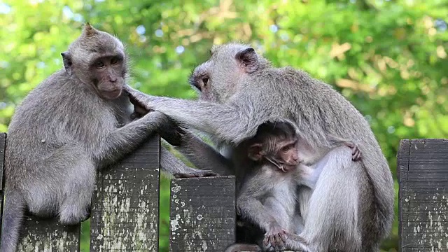 印度尼西亚巴厘岛乌布的猴子家庭视频素材