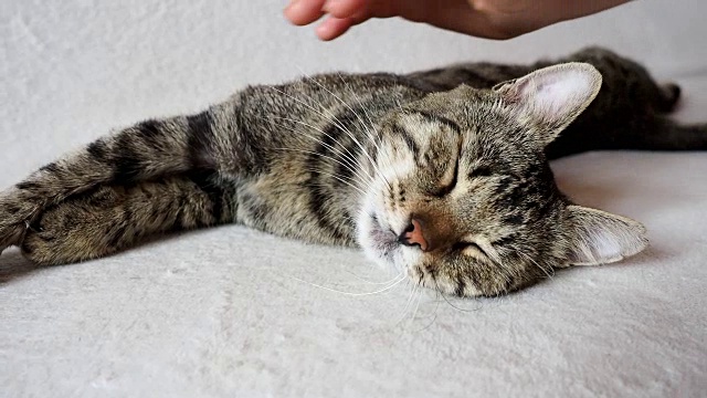 女性的手抚摸可爱的小猫在沙发上睡觉。国内虎斑猫。爱动物的概念。视频素材