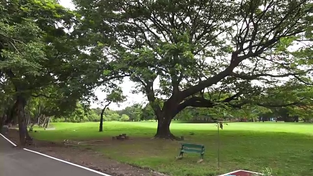 泰国公园里的一棵大树视频素材画面1