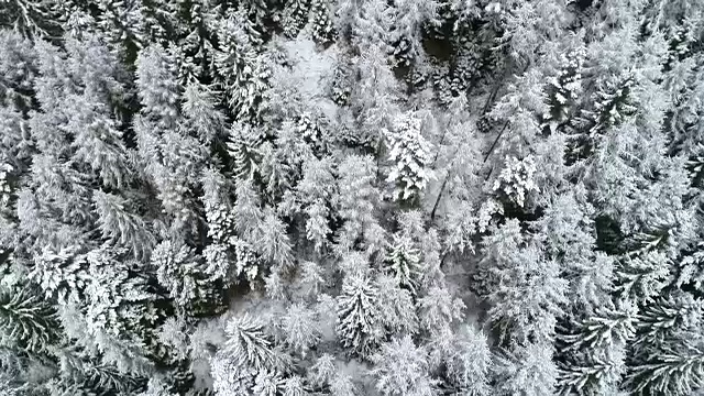 冬天的积雪森林，白云石，意大利视频素材