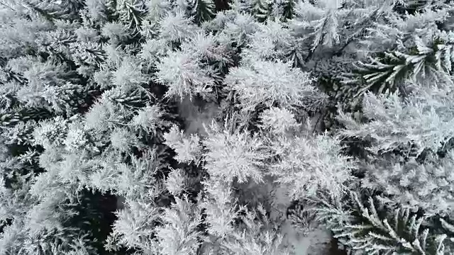 冬天的积雪森林，白云石，意大利视频素材