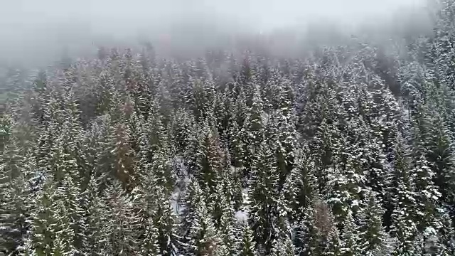 冬天的积雪森林，白云石，意大利视频素材