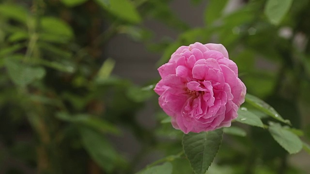 花园里有一束漂亮的粉红玫瑰视频素材