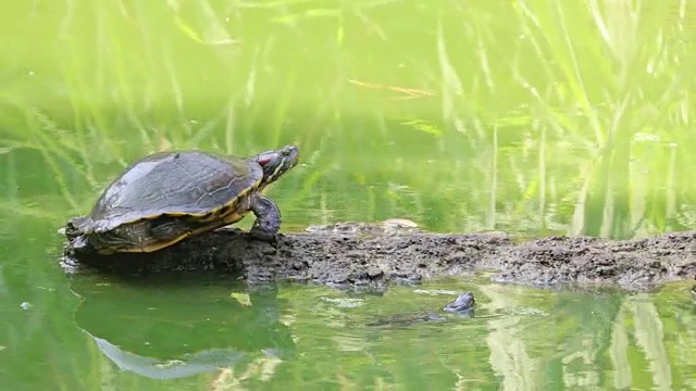 Llobregat河中的红耳滑块(Trachemys scripta elegans)视频素材