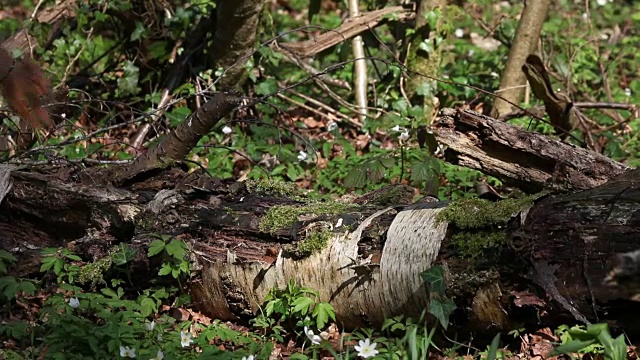 红松鼠，sciurus vulgaris，成年奔跑在分支，法国诺曼底，实时视频素材