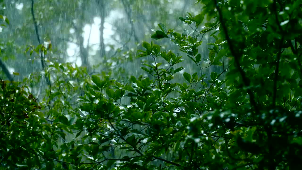 树枝和树叶在雨中飞舞视频素材