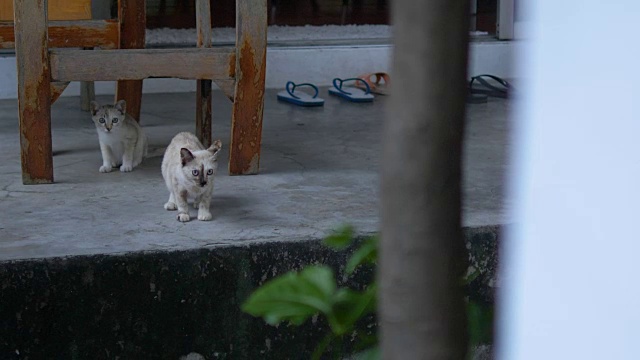 小猫坐在地板上看着镜头。视频素材