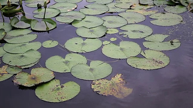 莲花湖视频素材