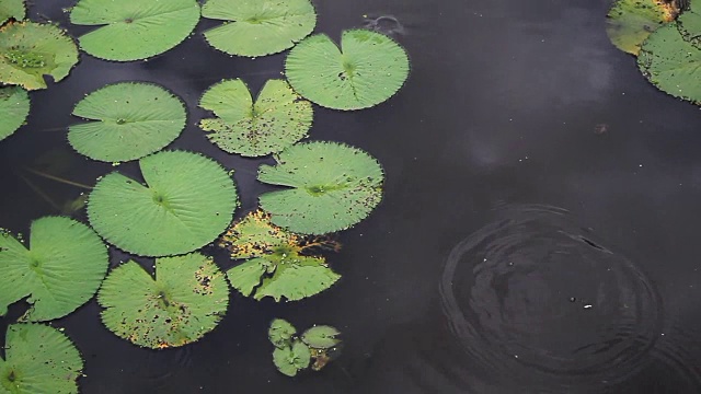 莲花湖视频素材