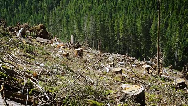 森林被砍伐的小山与树桩和松树林在山上视频素材