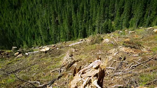 森林被砍伐的小山与树桩和松树林在山上视频素材