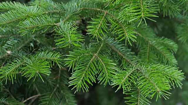 云杉树枝特写。圣诞节的背景。视频素材