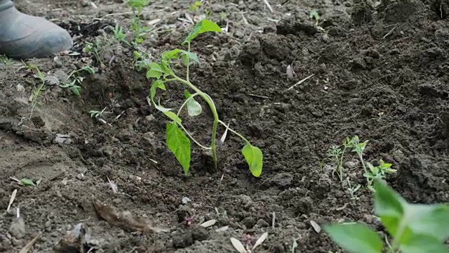 老妇人双手轻轻栽下视频素材