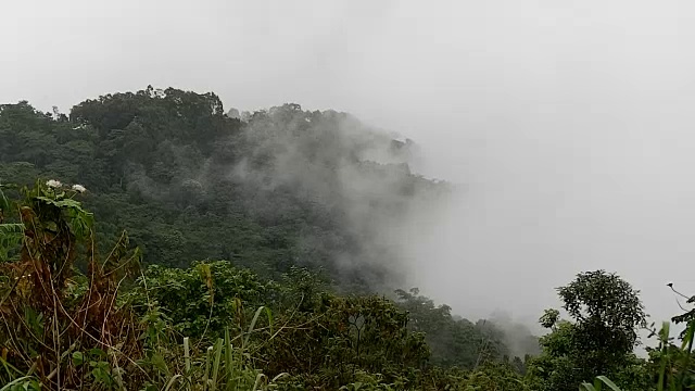 有雾的雨林视频素材