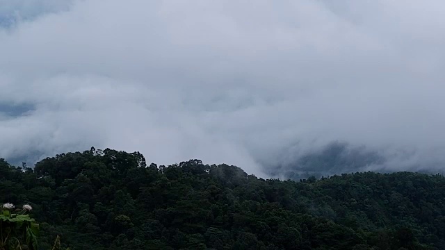 有雾的雨林视频素材