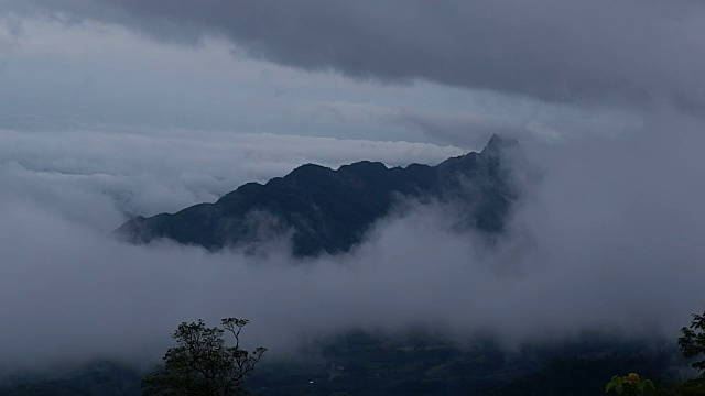 有雾的雨林视频素材