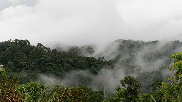 有雾的雨林视频素材