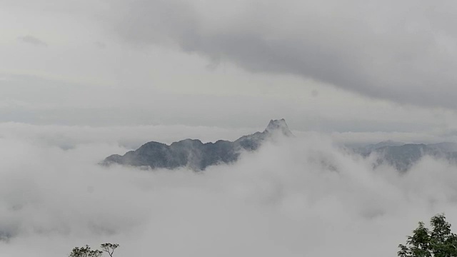 有雾的雨林视频素材