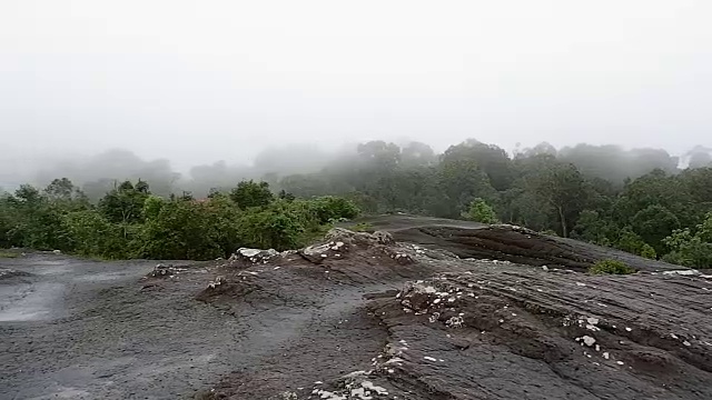 有雾的雨林视频素材