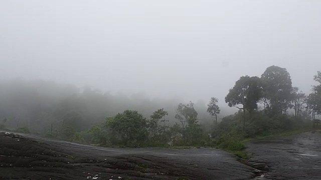 有雾的雨林视频素材