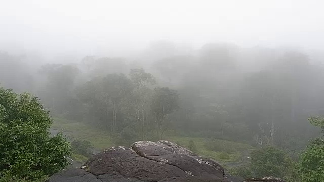 有雾的雨林视频素材