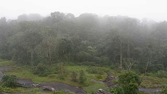 有雾的雨林视频素材