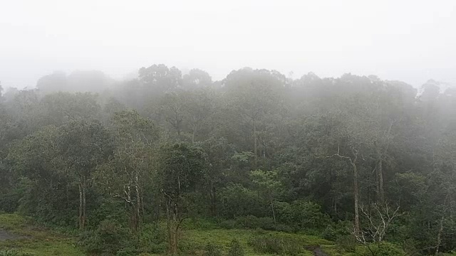 有雾的雨林视频素材