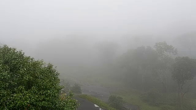 有雾的雨林视频素材